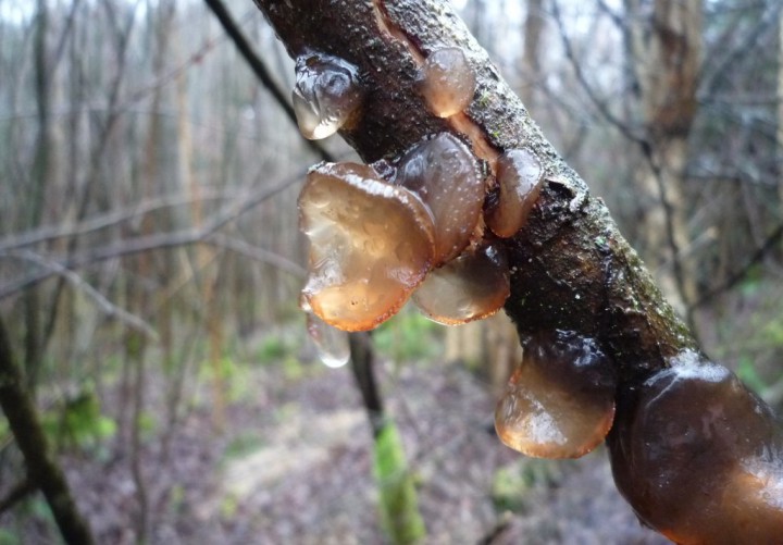 copie de L1200619.JPG