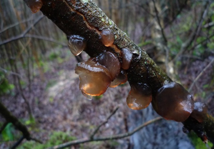 copie de L1200627.JPG