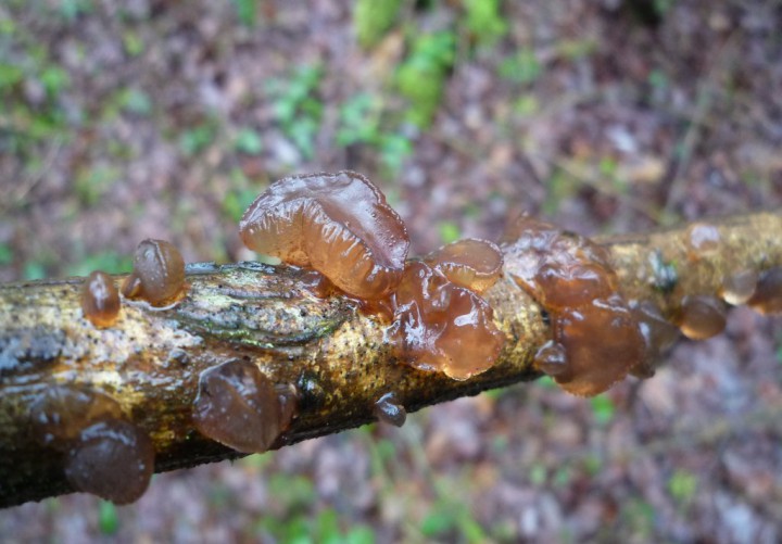 copie de L1200631.JPG