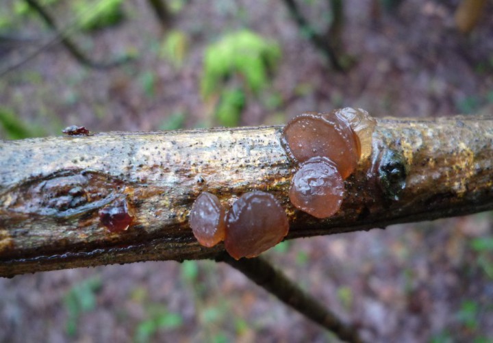 copie de L1200634.JPG