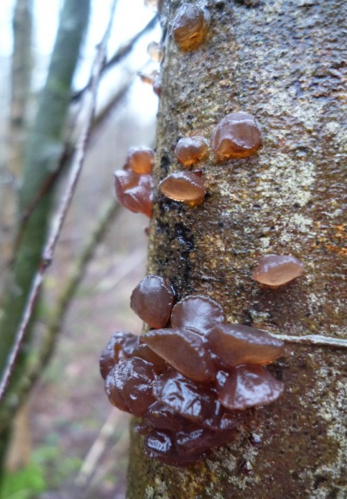 copie de L1200649.JPG