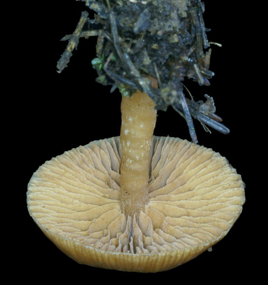 Entoloma cetratum F2.jpg