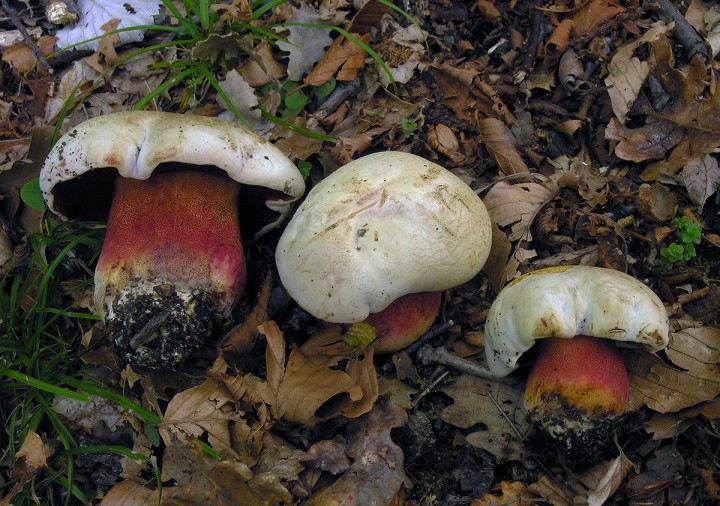 Boletus rhodoxantus_01.jpg