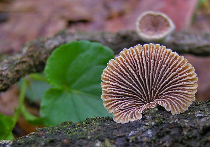 Schizophyllum commune.jpg