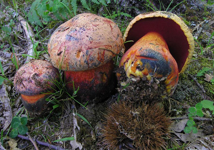 Boletus rhodopurpureus_02.jpg