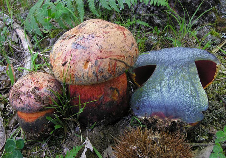 Boletus rhodopurpureus_03.jpg
