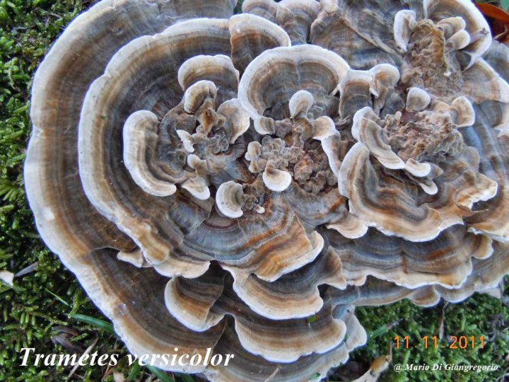 002 Trametes versicolor  Citadelle Namur 11 Nov 2011 469.jpg