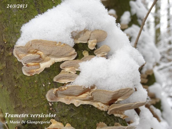 001 Trametes versicolor   Soleilmont 24 mars 2013 (2)-redim1024.JPG