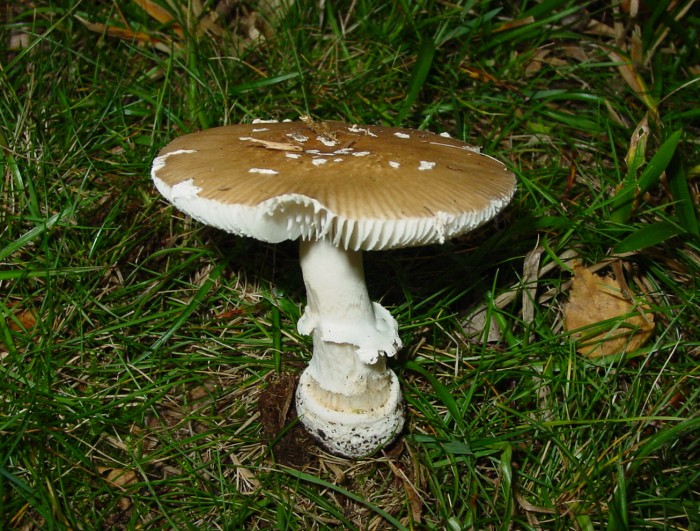 amanita pantherina 3.jpg