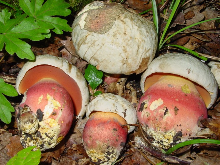 boletus satanas2.jpg