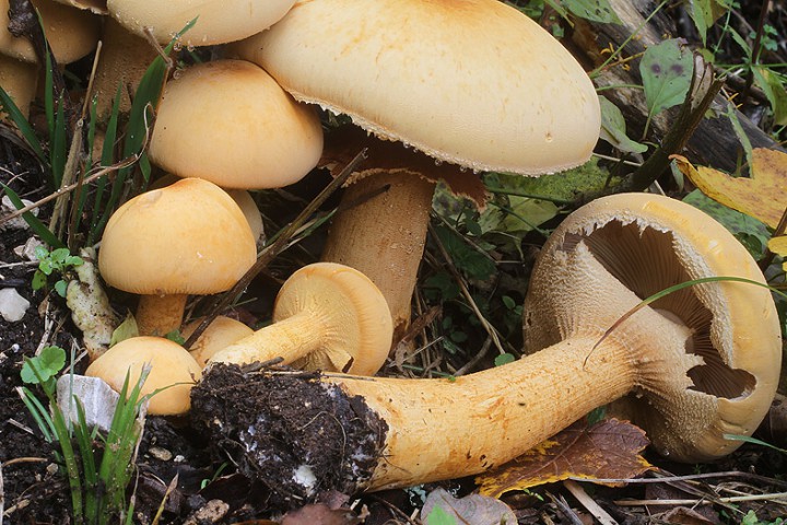 Phlepiota_aurea07101501bb.jpg