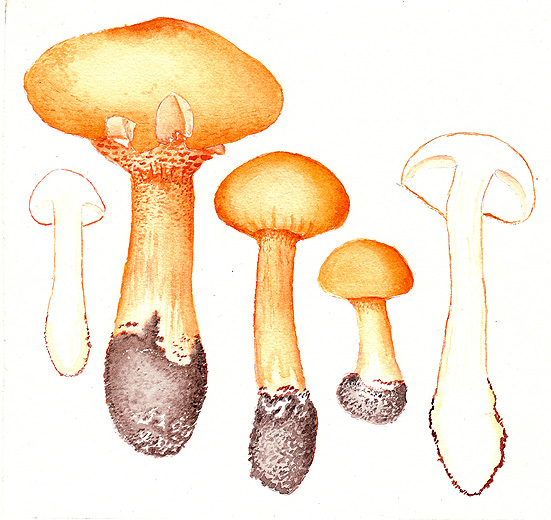 Phaeolepiota_aurea071015.jpg