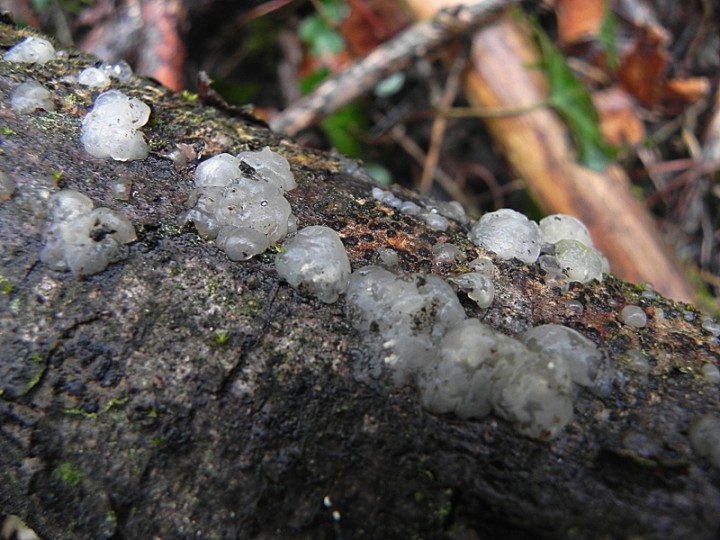 DSCN0171b.JPG