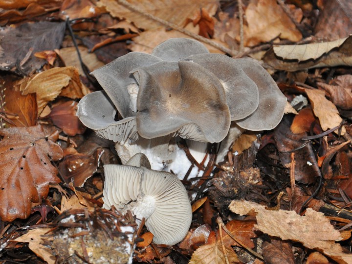 DSC_0393.JPG