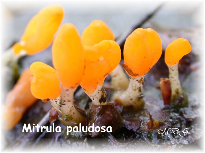 Mitrula paludosa  3 Mai 2008 RRR033.jpg