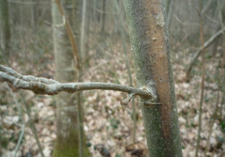 copie de L1200826.JPG