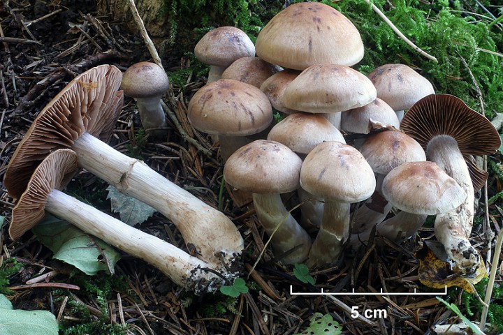 secs et sous saules