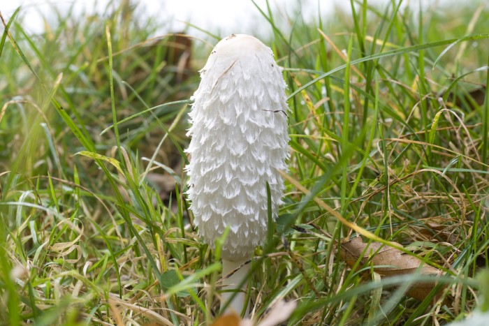 071013_coprinus_comatus_1.jpg