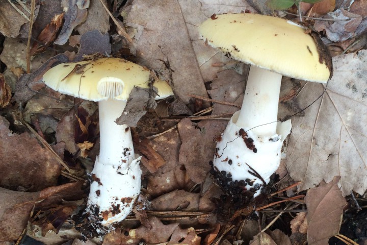 20160403.07-Amanita,junquillea.jpg