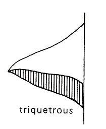 triquetrous.jpg