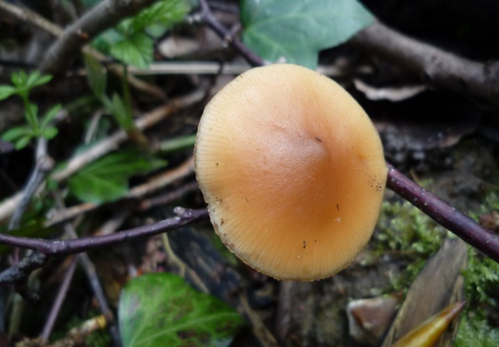 copie de L1210053.JPG