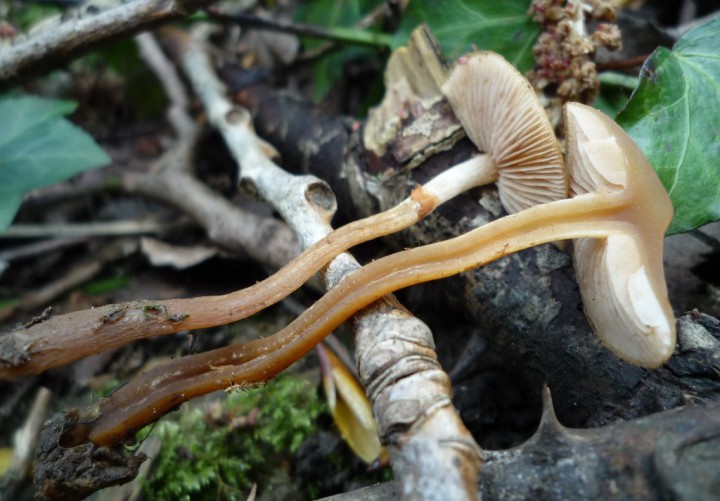 copie de L1210071.JPG