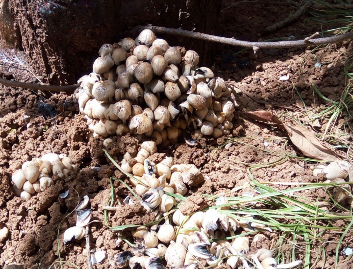 champignons-tlemcen.jpg
