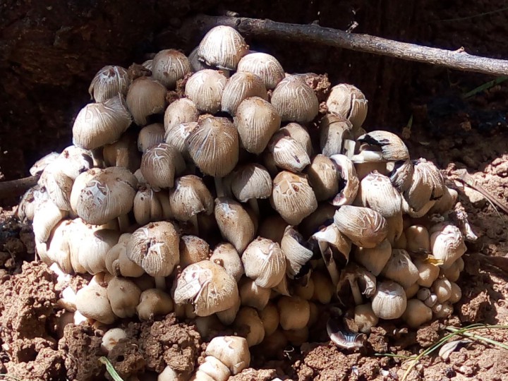 champignons-tlemcen2.jpg
