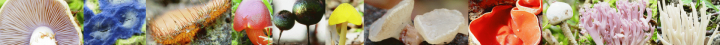 header.png