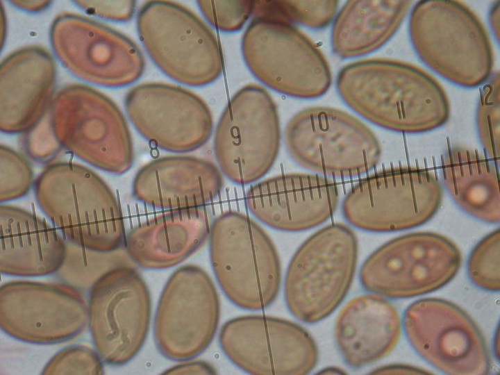 Spores Agrocybe rivulosa 3