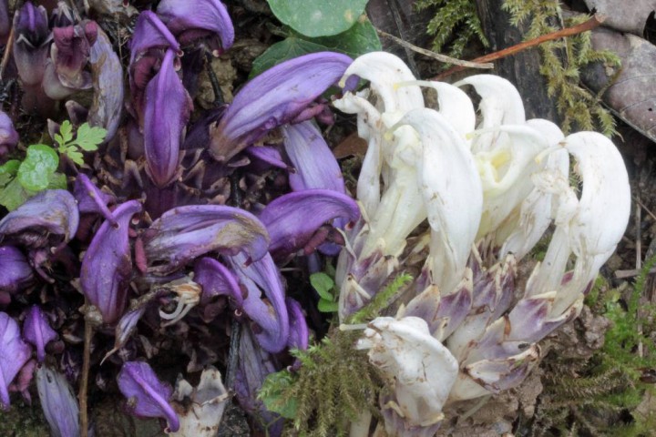 Lathraea clandestina albinique.jpg