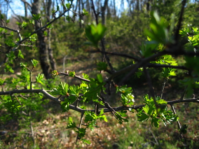 IMG_0089_8_1.JPG