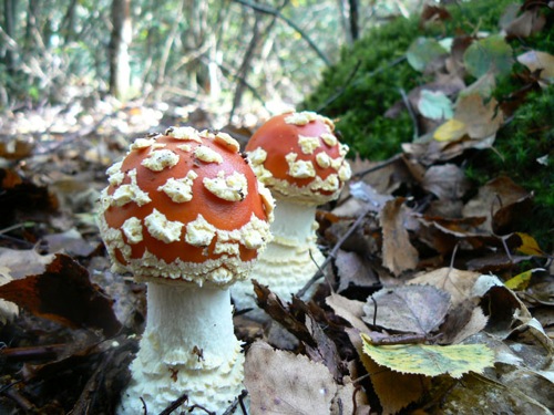 P1000453.jpg