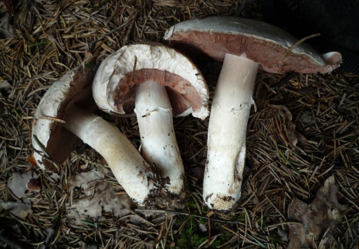 copie de L1210185.JPG