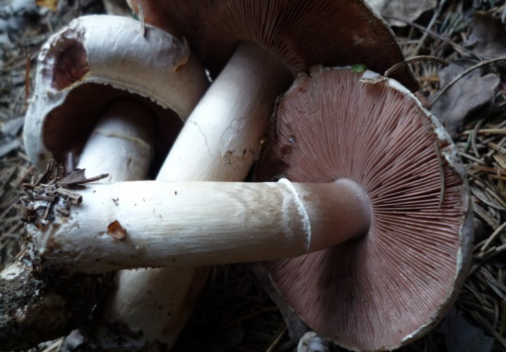 copie de L1210184.JPG