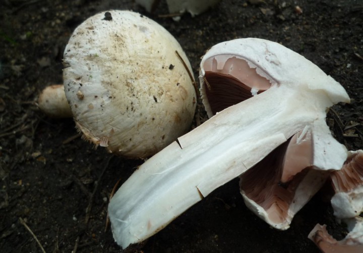 copie de L1210201.JPG