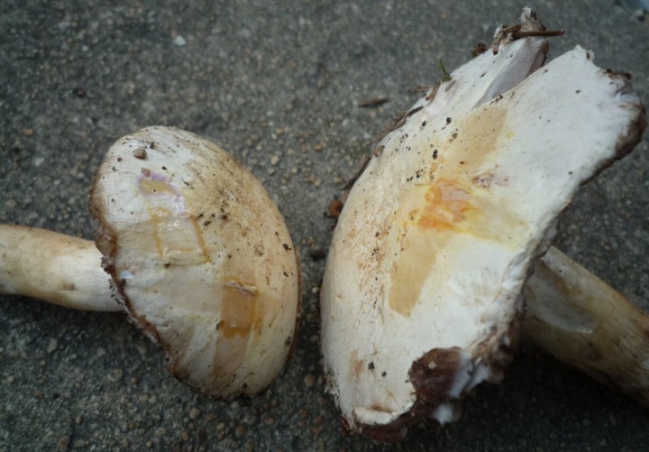 copie de L1210205.JPG