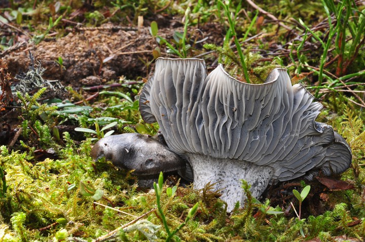 Hygrophorus_marzuolus_4.jpg
