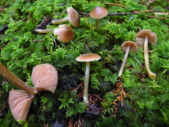 DSCN7940b.JPG