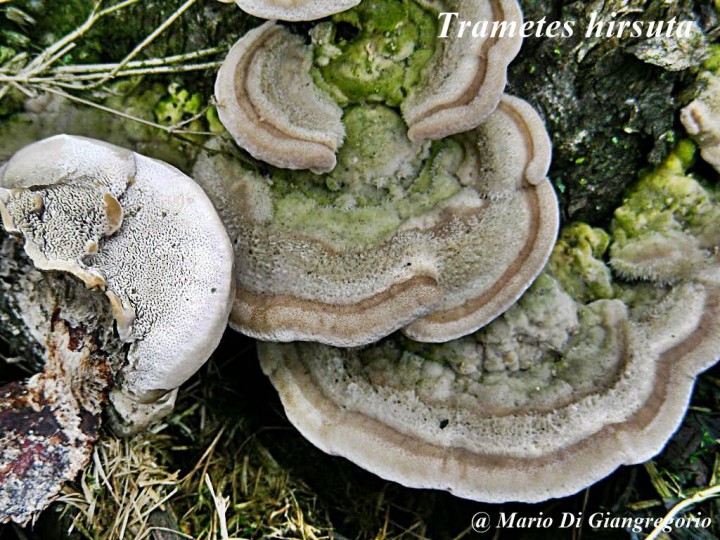 Trametes hirsuta  GILLY    20 Janvier 2008.jpg