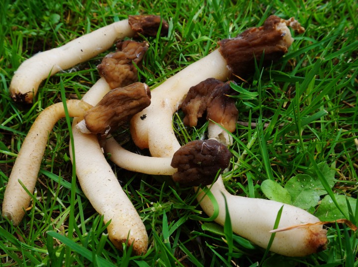 verpa digitaliformis.JPG