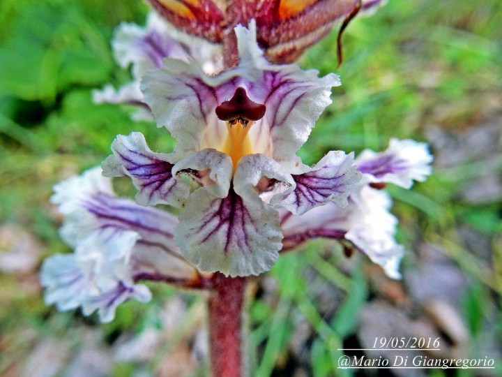 001  Secinaro 19 maggio 2016    (14)-redim1024.JPG