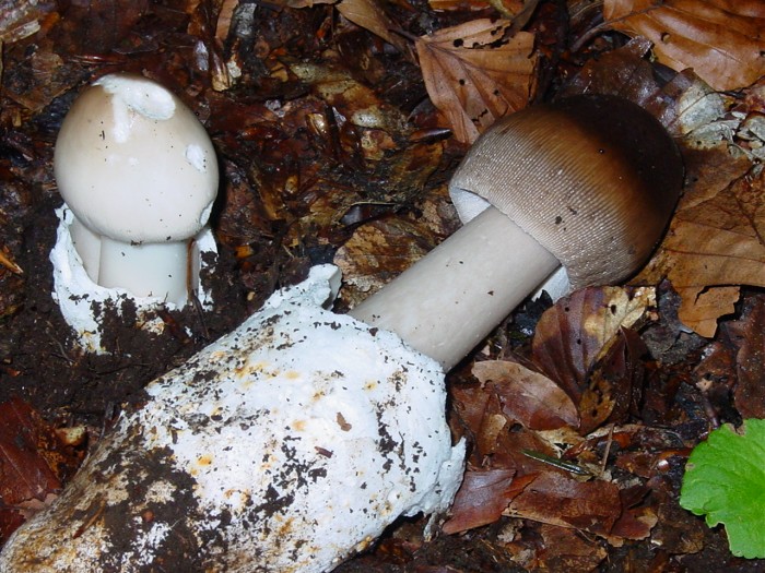 amanita pachyvolvata.jpg