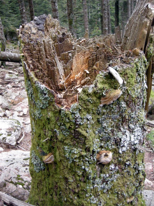 Cliquer sur l'image pour agrandir