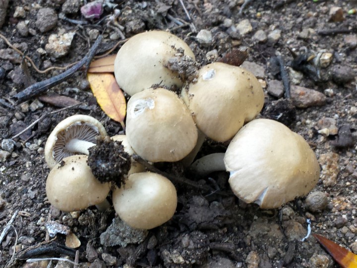 Cliquer sur l'image pour agrandir