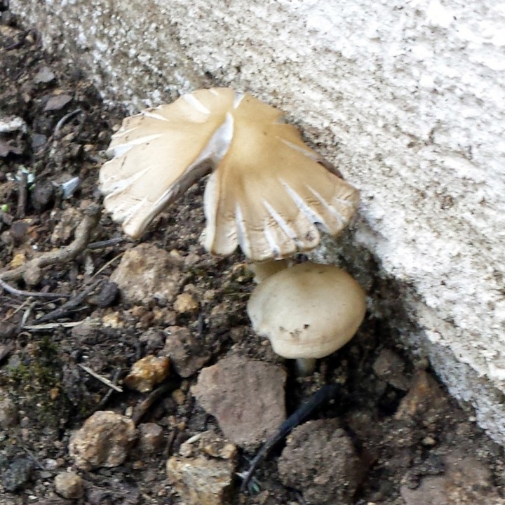 Cliquer sur l'image pour agrandir