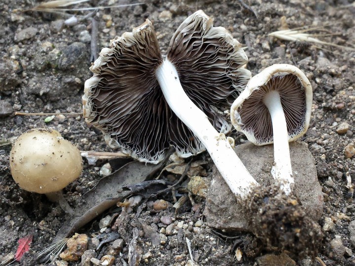 Cliquer sur l'image pour agrandir