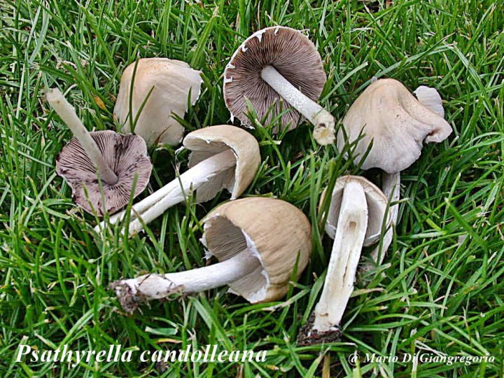 001 Psathyrella candolleana  Parc de la SERNA 27 mai 07 012-redim1024.jpg