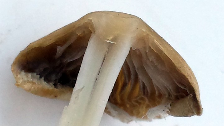 Cliquer sur l'image pour agrandir