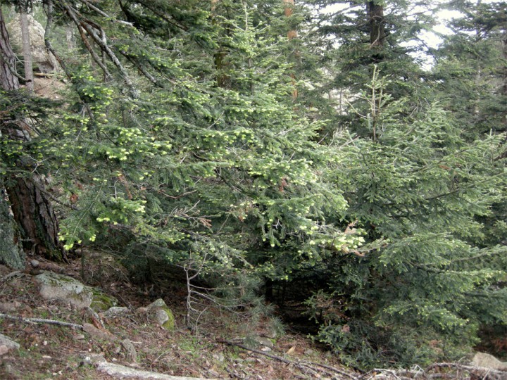 Cliquer sur l'image pour agrandir